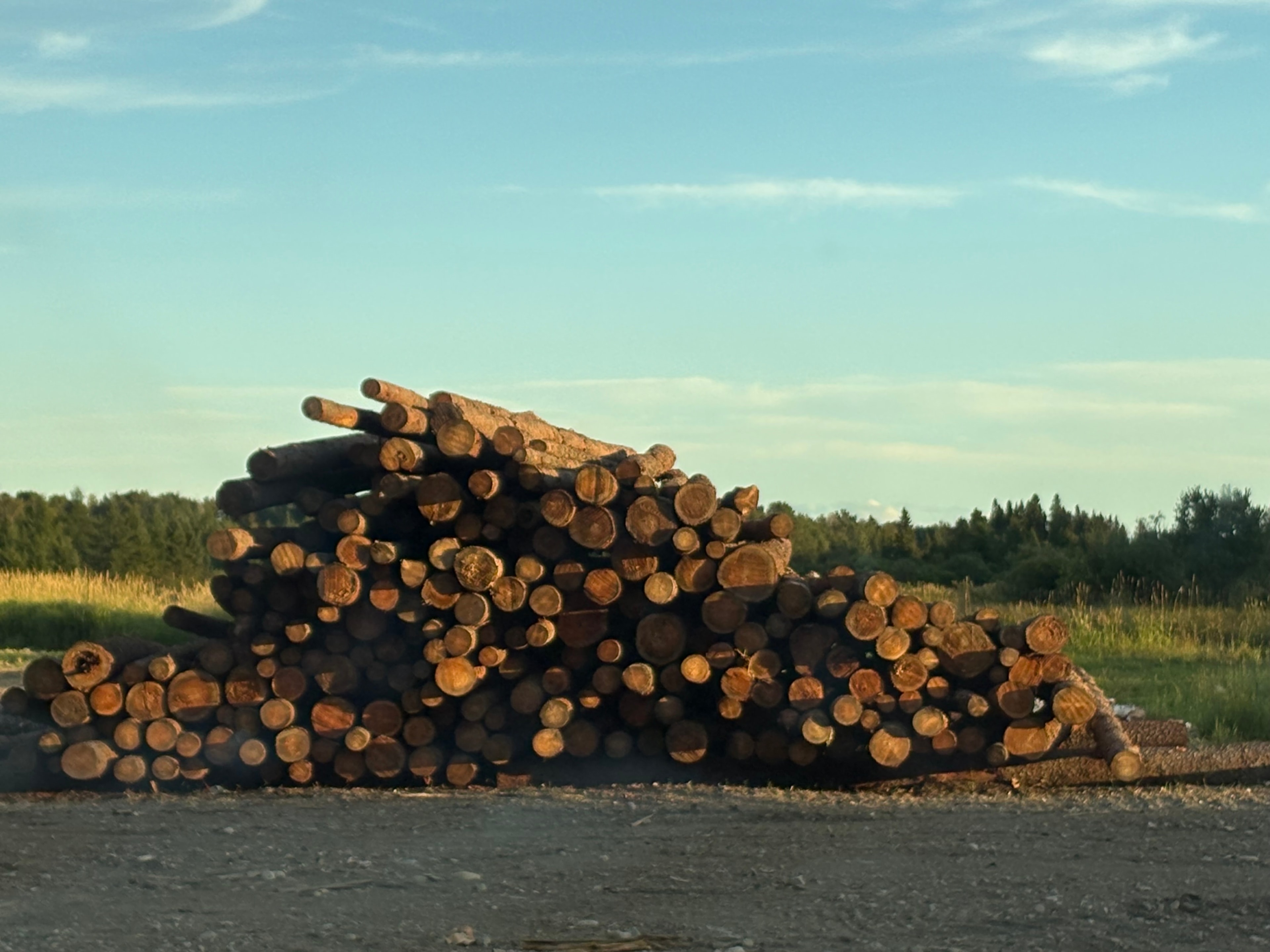 Firewood stacked outdoors in an open air stockpile to season